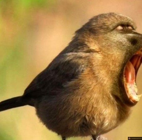 Les oiseaux à 5h du mat
