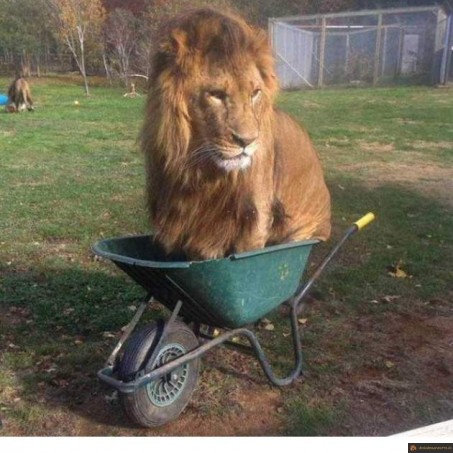 Lion brouette