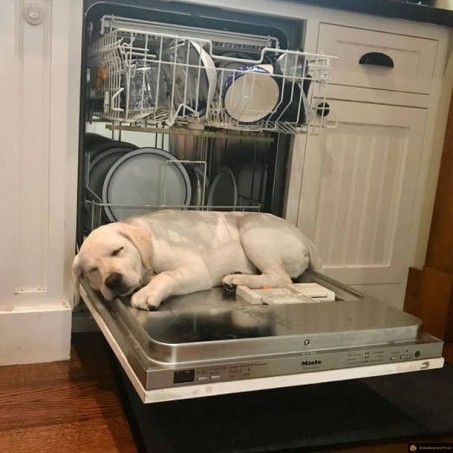 Lit du chien