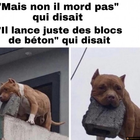 Mais non il mord pas ce chien