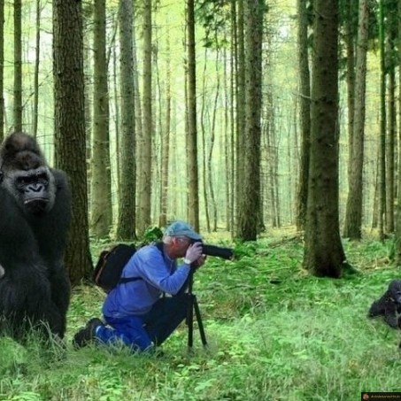 Maman gorille photographe