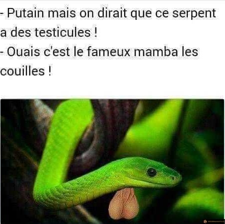 Mamba les couilles
