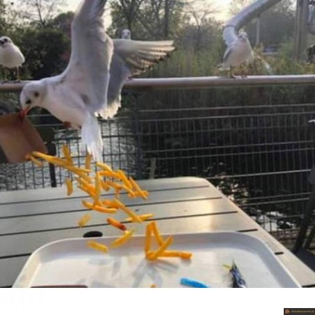 Manger avec les mouettes