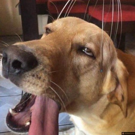 Massage du chien
