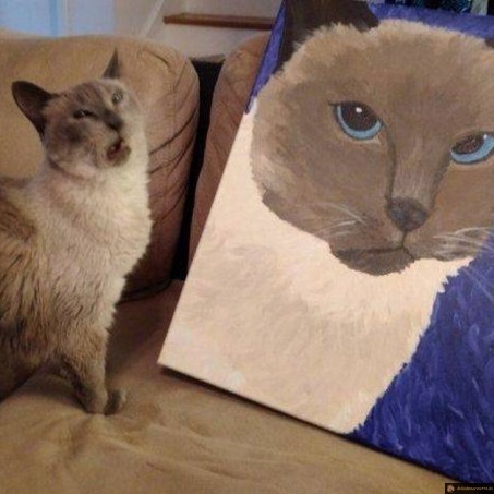 Meme le chat n'est pas content