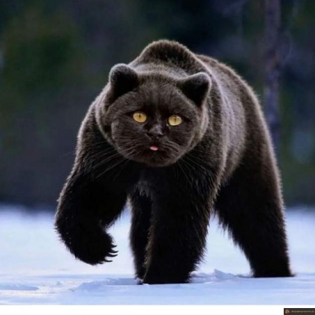 Mi-chat mi-ours