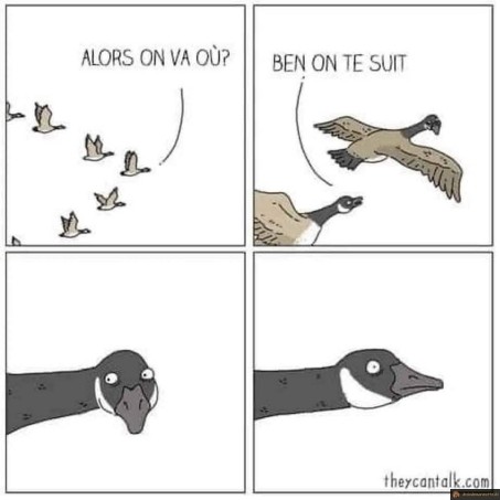 Migration oiseau