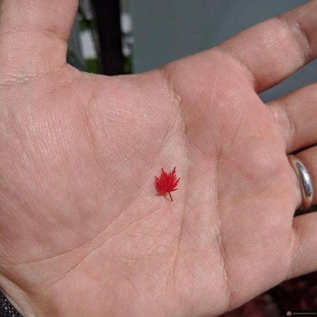 Mini feuille d'érable