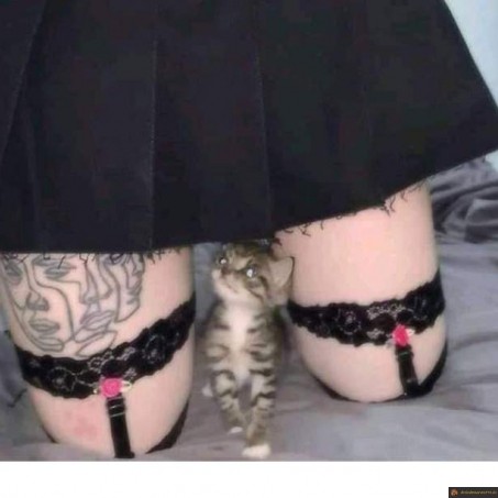 Minou minou