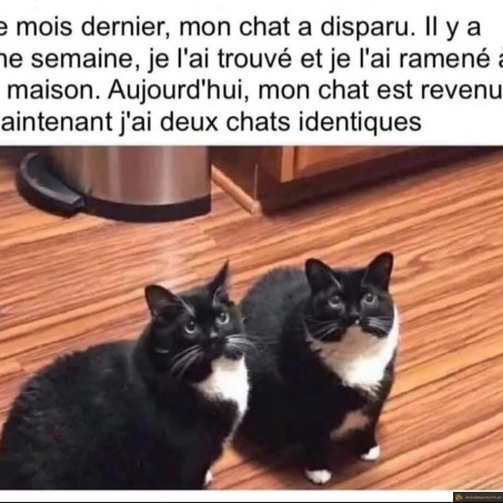 Mon chat a disparu