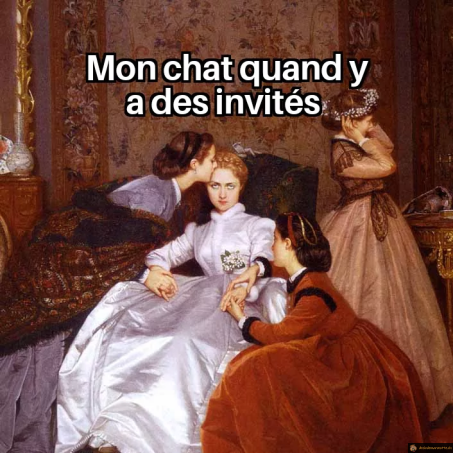Mon chat quand il y a des invités