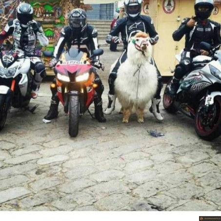 Moto vs lama