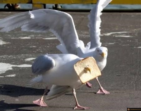 Mouette de mie