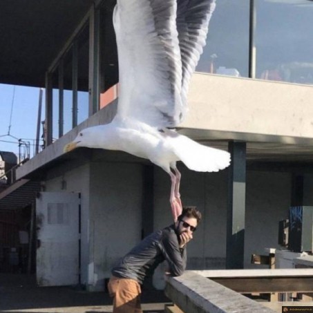 Mouette de transport