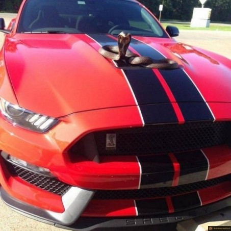 Mustang Cobra