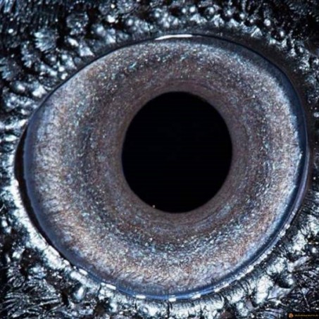 Oeil de corbeau