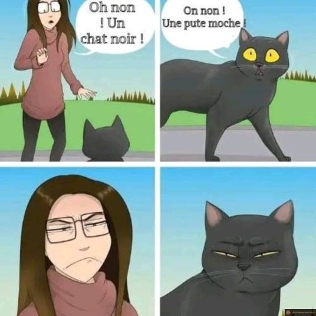 Oh non un chat noir