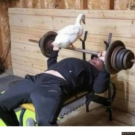 Oie coach musculation