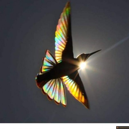 Oiseau arc en ciel