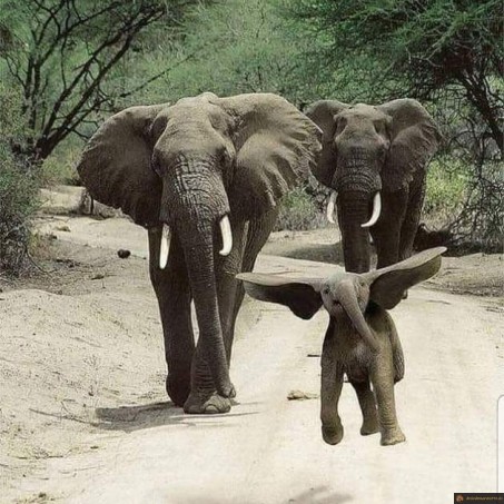 On a retrouvé Dumbo