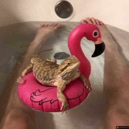 On est bien dans le bain