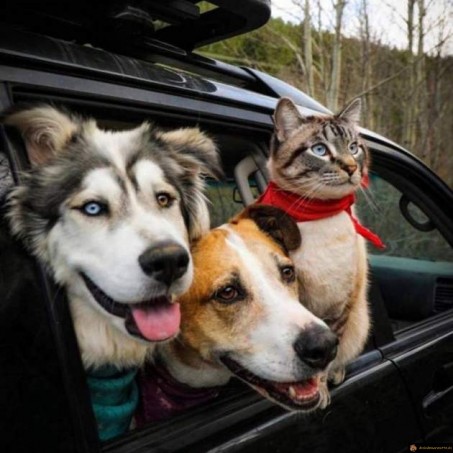 On est prêt pour la promenade