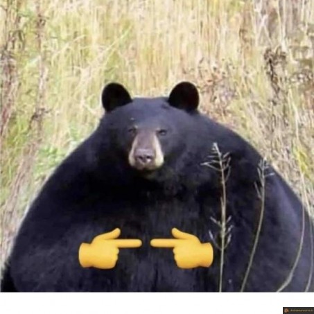Ours timide