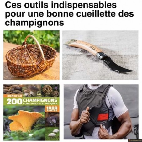Outils indispensables pour aller aux champignons