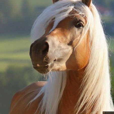 Parce que je le cheval bien