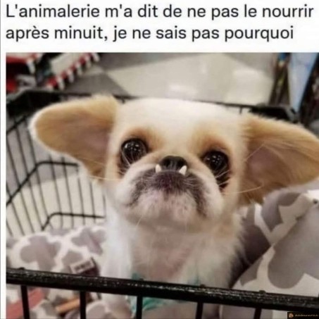 Pas nourrir le chien après minuit