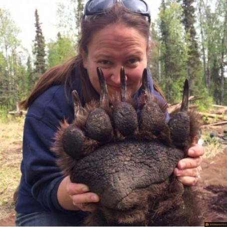 Patte d'ours