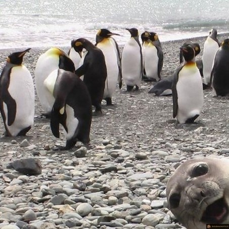 Phoque photobomb