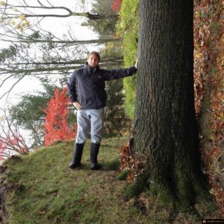 Photo arbre renversante