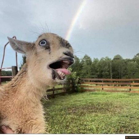 Photobomb chèvre