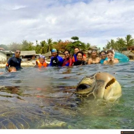 Photobomb tortue