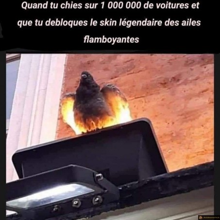 Pigeon flamboyant
