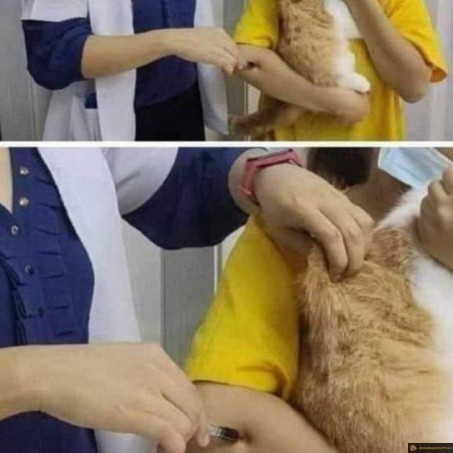 Piqure encore ratée