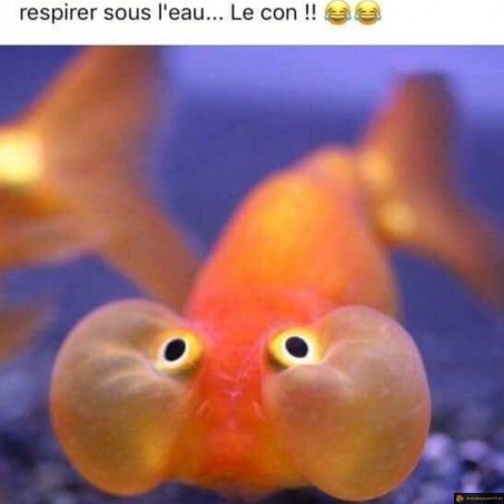 Poisson rouge