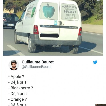 Poivron vert