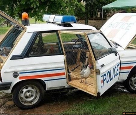 Poulailler voiture police
