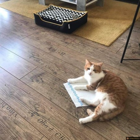 Pourquoi acheter un panier alors?