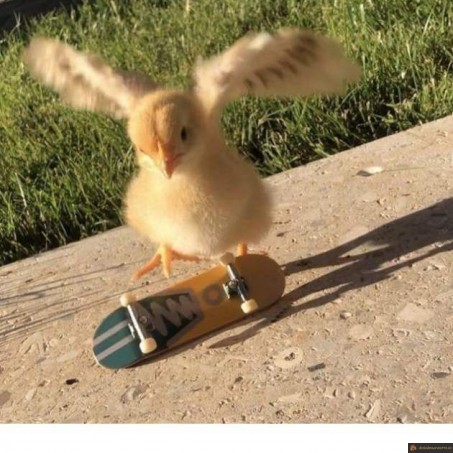 Poussin skateur