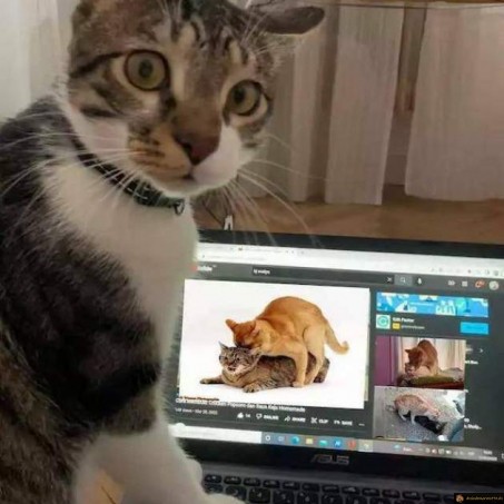 Prendre le chat sur le fait