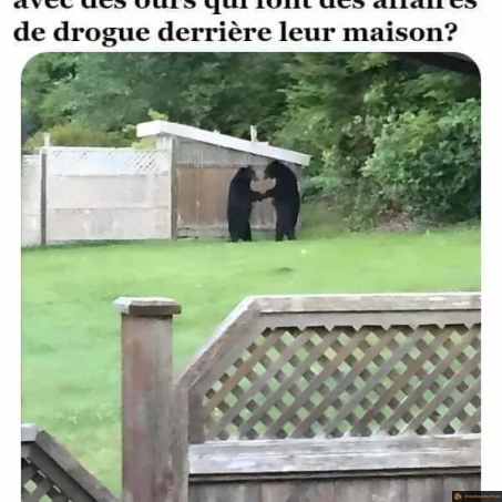 Problème business ours