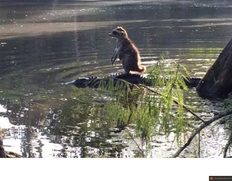 Promenade en croco 