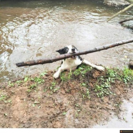 Quand il trouve le meilleur baton
