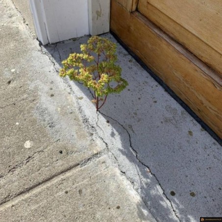 Quand la nature se fraie un chemin