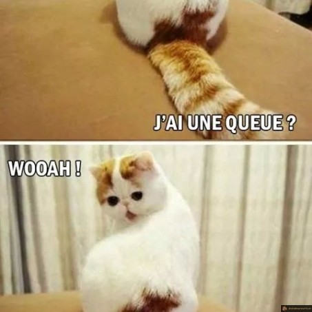 Quand le chat découvre sa queue