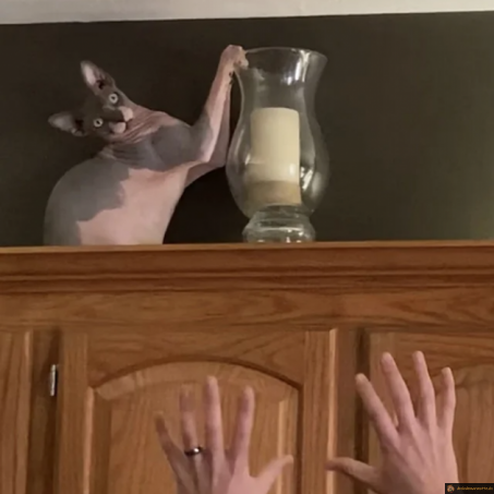 Quand le chat n'aime pas la déco
