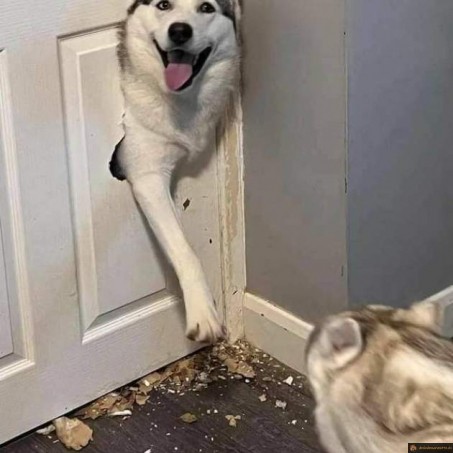 Quand le chien veut absolument rentrer